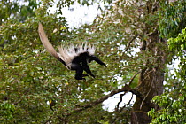 Black and White Colobus monkey (Colobus guereza) leaping from tree to tree, Arusha National Park, Tanzania, East Africa