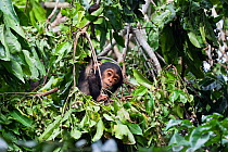 Young Chimpanzee (Pan troglodytes) in fruiting tree, Mahale Mountains National Park, Tanzania, East Africa