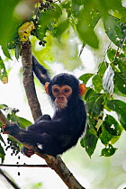 Young Chimpanzee (Pan troglodytes) in tree,  Mahale Mountains National Park, Tanzania, East Africa