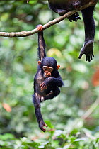 Young Chimpanzee (Pan troglodytes) hanging off branch, Mahale Mountains National Park, Tanzania, East Africa