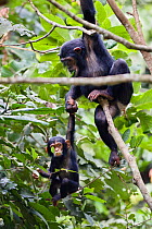 Chimpanzees (Pan troglodytes) climbing, female with baby, Mahale Mountains National Park, Tanzania, East Africa