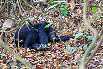 Chimpanzee (Pan troglodytes) male sleeping on ground, Mahale Mountains National Park, Tanzania, East Africa