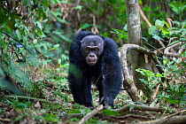 Chimpanzee (Pan troglodytes) male on patrol, Mahale Mountains National Park, Tanzania, East Africa