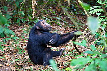 Chimpanzee (Pan troglodytes) male calling, Mahale Mountains National Park, Tanzania, East Africa