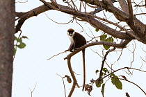 Red tailed Monkey (Cercopithecus ascanius) Mahale Mountains National Park, Tanzania, East Africa