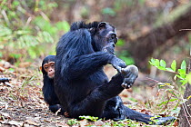 Chimpanzees (Pan troglodytes) mother with baby, Mahale Mountains National Park, Tanzania, East Africa