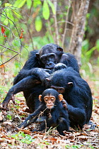 Chimpanzees (Pan troglodytes) females grooming with baby, Mahale Mountains National Park, Tanzania, East Africa