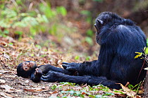 Chimpanzees (Pan troglodytes) mother grooming baby, Mahale Mountains National Park, Tanzania, East Africa