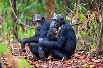 Chimpanzees (Pan troglodytes) females with baby,  Mahale Mountains National Park, Tanzania, East Africa
