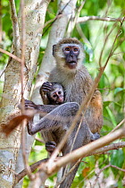 Black-faced Vervet monkeys (Cercopithecus pygerythrus) female with young, Mahale Mountains National Park, Tanzania, East Africa