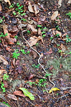 Twig Snake (Thelotornis capensis) on rainforest floor, Mahale Mountains National Park, Tanzania, East Africa