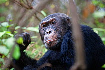 Chimpanzee (Pan troglodytes) Mahale Mountains National Park, Tanzania, East Africa