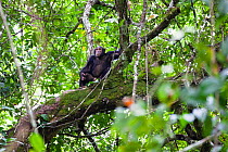 Chimpanzee (Pan troglodytes) male sitting in rainforest tree, Mahale Mountains National Park, Tanzania, East Africa