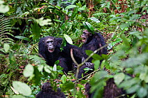 Chimpanzees (Pan troglodytes) aggressive males screaming, Mahale Mountains National Park, Tanzania, East Africa