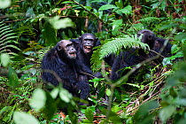 Chimpanzees (Pan troglodytes) aggressive males screaming, Mahale Mountains National Park, Tanzania, East Africa