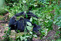 Male Chimpanzees fighting, (Pan troglodytes) Mahale Mountains National Park, Tanzania, East Africa