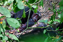 Male Chimpanzees fighting (Pan troglodytes) heavily injured alpha male 'Pim', Mahale Mountains National Park, Tanzania, East Africa