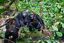 Chimpanzees (Pan troglodytes) aggressive males screaming, fight against their alpha male Pim,  Mahale Mountains National Park, Tanzania, East Africa