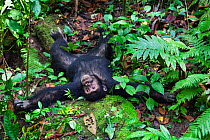 Chimpanzee relaxing (Pan troglodytes) Mahale Mountains National Park, Tanzania, East Africa