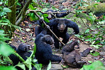 Chimpanzees (Pan troglodytes) aggressive males  fight against their alpha male Pim,  Mahale Mountains National Park, Tanzania, East Africa
