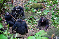 Chimpanzees (Pan troglodytes) aggressive males fight against their alpha male Pim,  Mahale Mountains National Park, Tanzania, East Africa