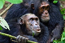 Chimpanzees (Pan troglodytes) old males, Mahale Mountains National Park, Tanzania, East Africa