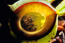 Pitcher plant (Nepenthes genus) with trapped insects inside, Borneo, Malaysia, Asia