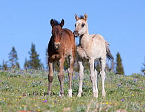 Wild horse / Mustang, two young foals, Pryor Mountains, Montana, USA, June 2009