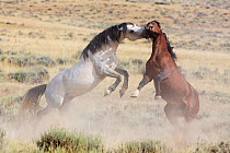 Wild Horse / Mustang, two stallions fighting, McCullough Peaks Herd Area, northern Wyoming, USA, August 2009