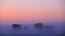Silver birches (Betula pendula) silhouetted in mist at dawn, Cairngorms NP, Scotland, UK,