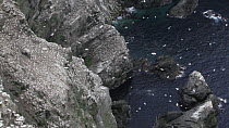Northern gannets (Morus bassanus) in flight at nesting colony on cliffs, Hermaness NNR, Unst, Shetland Islands, Scotland, UK, June