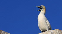 Gannet (Morus bassanus) perched on rock, opening and closing beak, June