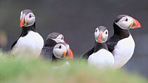 Group of Puffins (Fratercula arctica) looking around, June