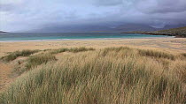 Marram grass (Ammophila Arenaria) blowing in wind in dune system, with sea in the background, Traigh Rosamol, Harris, Outer Hebrides, Scotland, UK, October