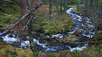 River flowing through Inshriach Forest, Cairngorms NP, Scotland, UK, November