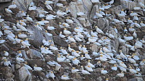 Northern gannets (Morus bassanus) at nesting colony on cliffs, June