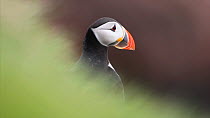 Puffin (Fratercula arctica), perched on cliff looking around, June