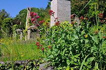 Red Valerian (Centranthus ruber) flowering near 19th Century monuments and graves in Arnos Vale Cemetery, Bristol, UK, May.