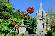 Red Valerian (Centranthus ruber) flowering near tombs and crosses in Arnos Vale Cemetery, Bristol, UK, May.