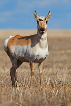 Pronghorn (Antilocapra americana) young male with start of antler growth in early spring, on Canadian prairies, Saskatchewan, Canada, January