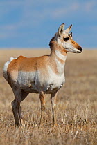 Pronghorn (Antilocapra americana) young male with start of antler growth in early spring, on Canadian prairies, Saskatchewan, Canada, January