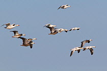 Snow goose (Chen caerulescens) flock in flight on northern migration in spring, Canadian prairies, Saskatchewan, Canada, March