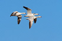 Snow goose (Chen caerulescens) three in flight on northern migration in spring, Canadian prairies, Saskatchewan, Canada, March