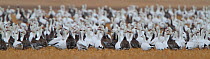 Snow goose (Chen caerulescens) flock resting during northern migration in spring, Canadian prairies, Saskatchewan, Canada, March