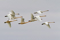 Trumpeter swan (Cygnus buccinator) flock in flight during northern migration in spring, Canadian prairies, Saskatchewan, Canada, March