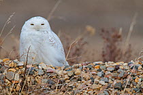 Snowy owl (Bubo scandiacus) on stone wall, Canadian prairies. Saskatchewan, Canada, March