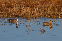 Northern pintail duck (Anas acuta) pair on water of prairie marsh, Sastatchewan, Canada, March
