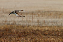 Northern pintail duck (Anas acuta) male in flight over prairie marsh, Sastatchewan, Canada, March