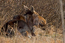Moose (Alces alces) view from behind of male lying down resting, Canadian prairies, Saskatchewan, Canada, March