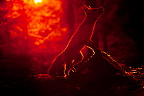 Red fox (Vulpes vulpes) looking up into tree at sunset, backlit, Black Forest, Germany, Winner of Fritz Polking portfolio prize , GDT 2011 competition